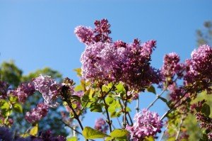 dsc_1496 dsc_1496