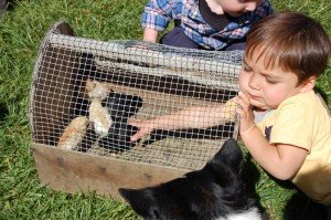 dsc_1584 Evan wants to hold a baby chick!
