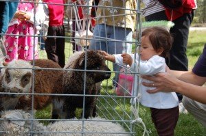 dsc_1634 Sophie meets the goats.