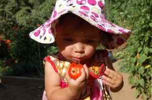 dsc_3186 Sophie tries a tomato off the vine