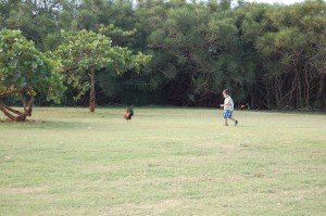 Evan chasing one of the many wild roosters on the island. Evan woke up early each morning and would wait for the roosters to start crowing before getting out of bed.